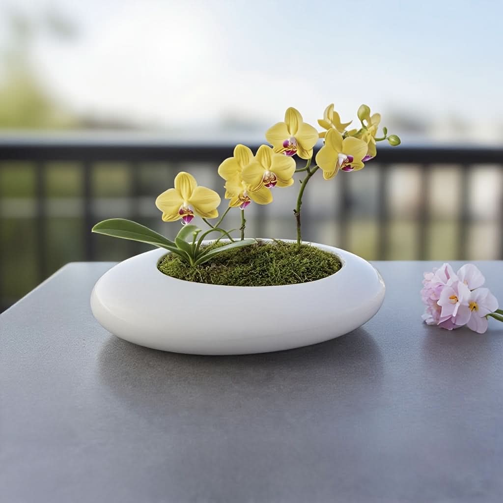 Shallow Ceramic Bonsai Pot 7.9 x 2 In | Black or White | Artistic Pebble-Textured Planter for Succulents & Bonsai
