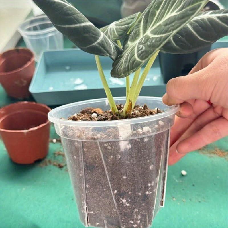 Transparent Plant Pots with Drainage Holes | 3 Sizes 3.94-5.51 In | Clear Design for Root Monitoring & Healthy Growth