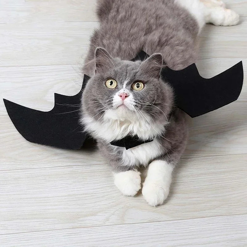 Pet wearing a black felt bat wings Halloween outfit