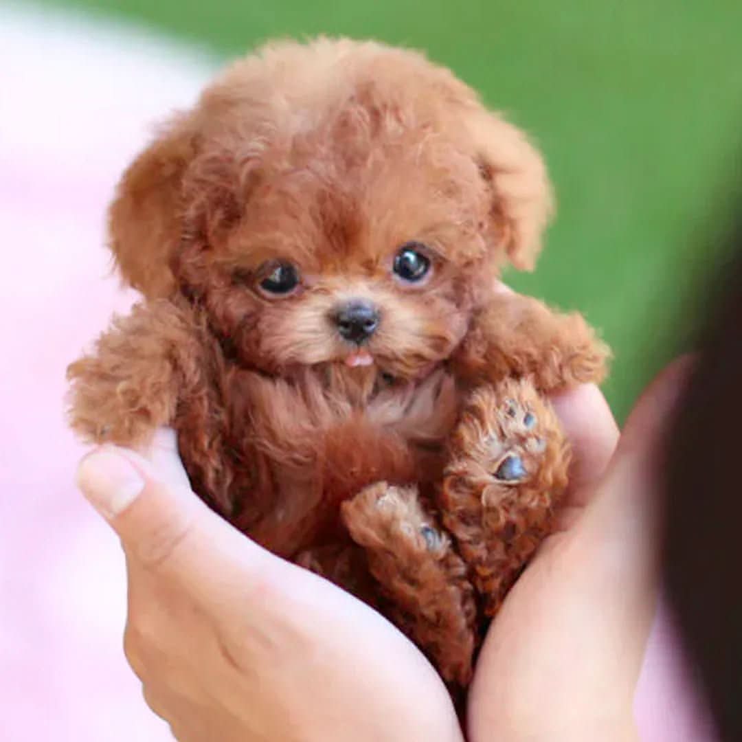 Interactive Plush Dog Toy with Gentle Lifelike Movements | Brown or White | Soft Cuddly Battery-Powered Companion