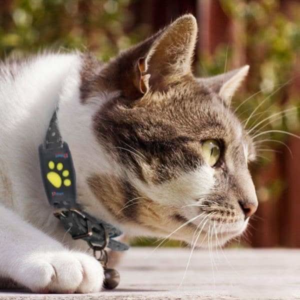 GPS Tracking Smart Pet Collar for Cats | Real-Time Location & Activity Monitoring | Weather-Resistant Outdoor Safety