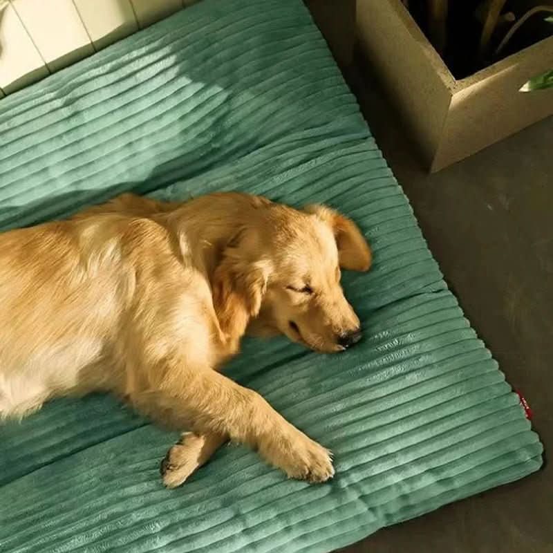 Orthopedic Dog Bed with Joint-Support Cushion | Sizes M to XL, Up to 47.2 x 37.4 In | Soft Plush Surface for All Dog Ages