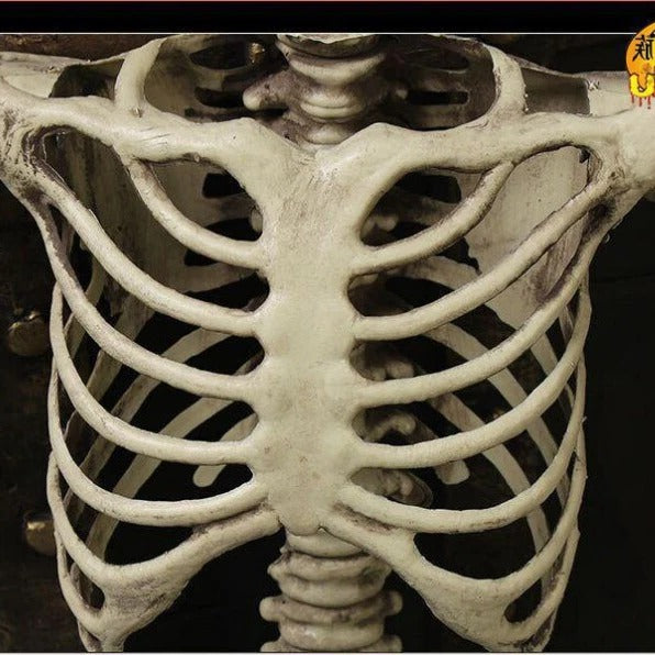 Skeleton prop posed sitting