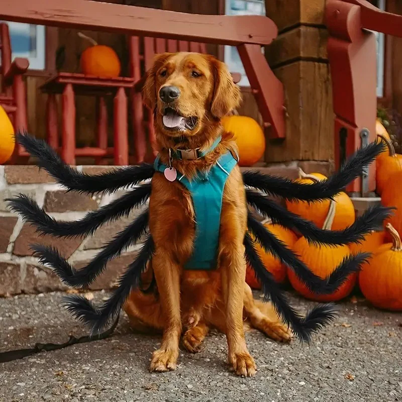 Pet spider Halloween costume in XXL, sized for larger dogs