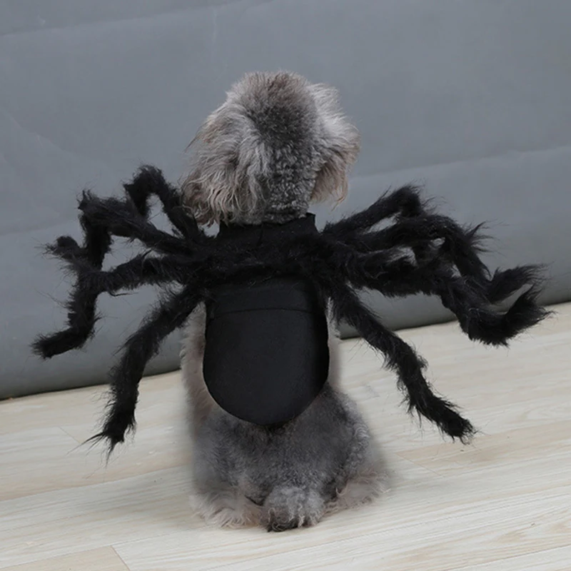 Pet spider Halloween costume in Medium, sized for cats