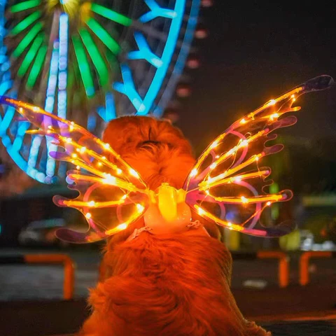 Electric flapping fairy wings with intricate butterfly wing detail